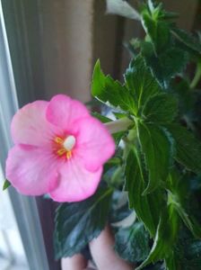 Messenger_creation_68CAF9B3-A513-4CDE-823E-E379BDB02A5D