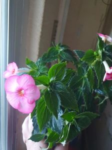 Messenger_creation_3D0AB439-7DF2-44BD-BB25-5553EADC53E2