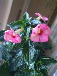 Messenger_creation_3E20EB3D-75DC-424B-97E8-62AC2E9D894C Messenger_creation_3E20EB3D-75DC-424B-97E8-62AC2E9D894C