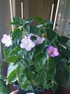 Messenger_creation_64201FA7-D55E-4AC7-BE1F-557E3077DCCB