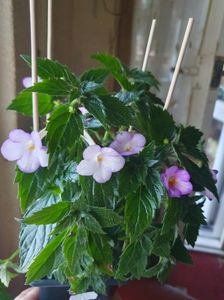 Messenger_creation_7A5F195C-FB6F-409C-BACB-430BBDB39200