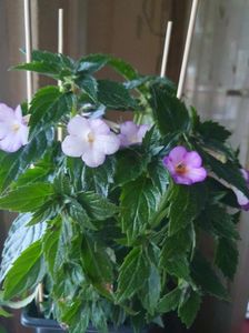 Messenger_creation_904293E1-4E59-419B-AFF1-ACE0D5877242