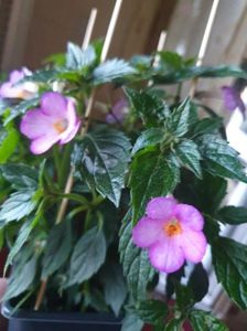 Messenger_creation_188B3428-4355-43CF-A707-512A51C6EC0C