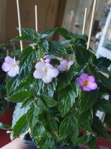 Messenger_creation_8057041D-EAAA-4FE8-A160-81F948CA82A6