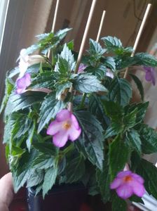 Messenger_creation_3318B026-53EB-418C-8C7B-818D614C4B86