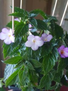 Messenger_creation_A258DCB3-860F-41FF-B1EA-B5905FBDEF07