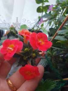 Messenger_creation_37043B09-FE8A-4D11-8B97-5401A4D92B49 Messenger_creation_37043B09-FE8A-4D11-8B97-5401A4D92B49