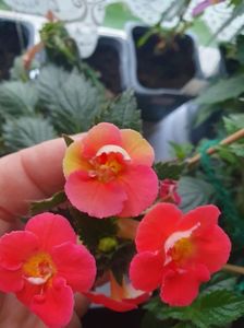 Messenger_creation_715F33DB-CED4-4A60-84C7-FDC1C246A021 Messenger_creation_715F33DB-CED4-4A60-84C7-FDC1C246A021