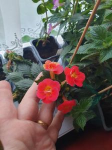 Messenger_creation_F2B00230-4F1E-4CEB-900F-7B251D0D2313 Messenger_creation_F2B00230-4F1E-4CEB-900F-7B251D0D2313