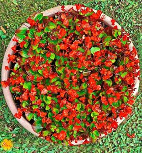 BEGONIA