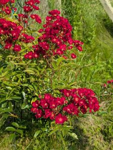 PXL_20250607_060600156