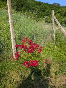 PXL_20250607_060621950