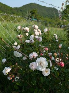 PXL_20250607_055333532