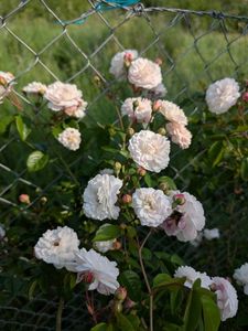 PXL_20250607_055343379