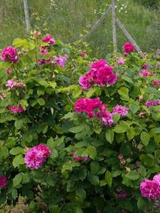 PXL_20250531_085706098