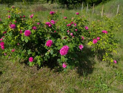 PXL_20250602_062909643