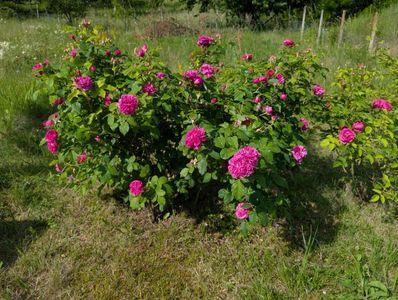 PXL_20250602_062913226