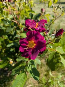 PXL_20250603_070724539