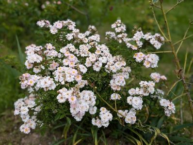 PXL_20250610_102804655.PORTRAIT