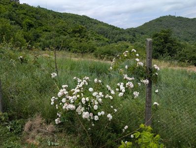 PXL_20250610_110704361