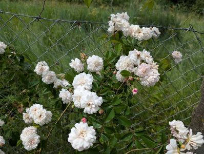 PXL_20250610_110810699