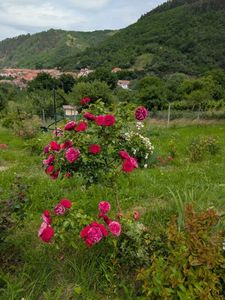 PXL_20250610_111014467