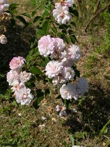 PXL_20250616_072409834