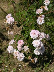 PXL_20250616_072420777