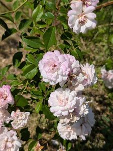 PXL_20250616_072426046