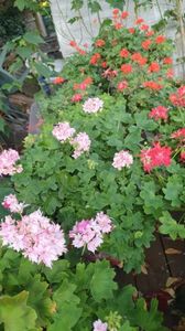 Messenger_creation_1D735FF2-1FC0-4BF1-A0CD-7EE7426F88A2