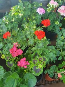 Messenger_creation_66D2642C-36E8-474D-B5AC-933B066EC403