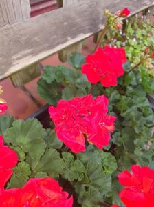 Messenger_creation_F4636DA0-62D5-4FE7-AFFD-54147A5EFF94