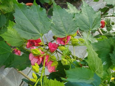 Messenger_creation_395FB8E7-CE39-4079-BFBA-40BBA8D64B3A