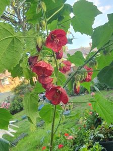 Messenger_creation_C988F0E7-9CFF-4607-BA6A-8AD23826A81B