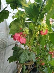 Messenger_creation_F0EBBA68-3012-4E8B-B833-81E50AFF391D