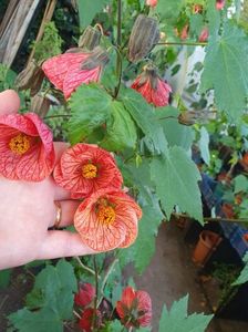 Messenger_creation_B558D97D-29D0-4079-8EEE-82514C3BC3EC