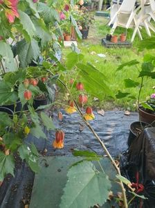 Messenger_creation_B044C0D2-E768-4F97-8836-E3E626280903