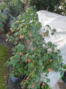 Messenger_creation_857B6AC6-E56B-42D9-A8C1-8E43324E5C13