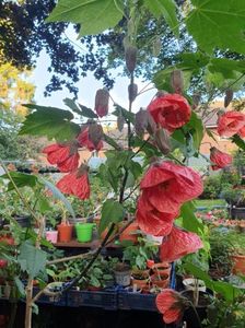 Messenger_creation_64D87B69-1381-4416-84A5-1DD7B258E9BE