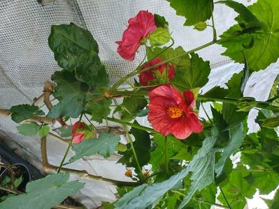 Messenger_creation_AB4A8D86-7447-441E-8F75-E52D452C1CD3