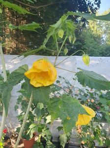 Messenger_creation_ED461A4C-4AEC-4D98-BA37-7A15A765D9C4