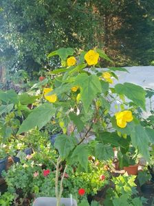 Messenger_creation_0F542AFF-7A80-4816-A12C-00D4A3511C37