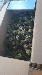 Messenger_creation_012F393A-36AB-4DAA-9DD4-FDBCC8A4A629