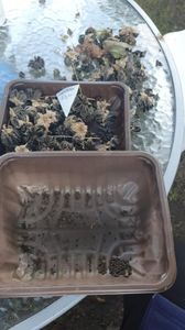 Messenger_creation_D063E614-D996-4735-AE47-293D5F3A26C7