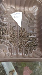 Messenger_creation_F2FFB0FE-26DC-4A0A-A111-2EC5EC7B848E