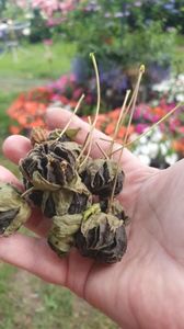 Messenger_creation_024572F8-8AE8-4FBB-BCC6-0EE6D3E62789