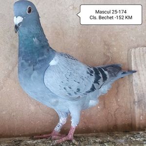 Mascul 25-174