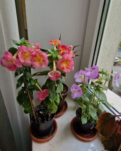 Golden Buck si Umberto Vittorino