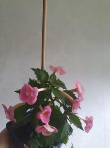 Messenger_creation_D50C2D50-AC5A-47E4-A2F6-8D2131144CF9 Messenger_creation_D50C2D50-AC5A-47E4-A2F6-8D2131144CF9