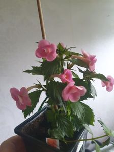 Messenger_creation_53404BEA-0573-4F3C-93D1-B14C6807A9CF Messenger_creation_53404BEA-0573-4F3C-93D1-B14C6807A9CF